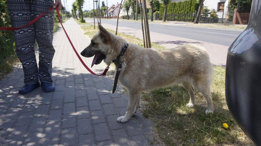 Borys czeka na dobrego opiekuna